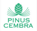 Pinus Cembra